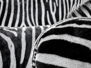 zebra